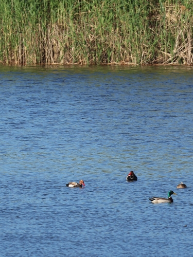 Red-crested Pochard