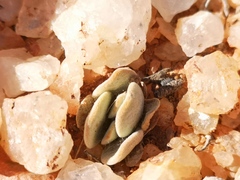 Crassula sericea sericea