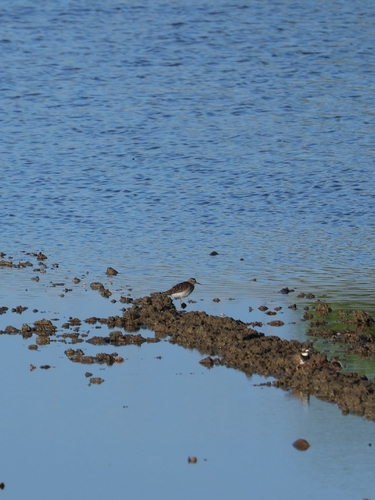 Wood Sandpiper