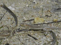 Acanthodactylus erythrurus