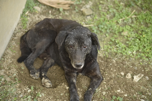 犬 observed by a1266473