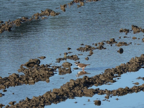 Common Ringed Plover