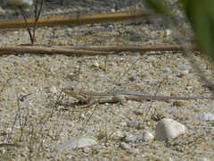 Acanthodactylus erythrurus