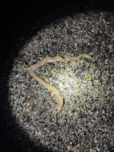 Pituophis catenifer observed by drewrdavis