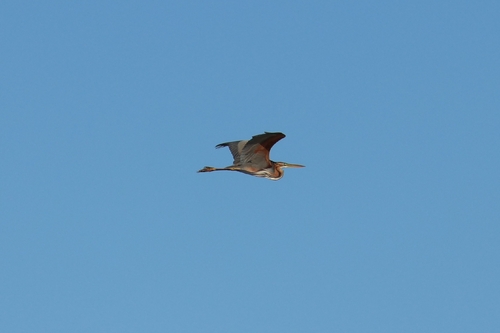 Purple Heron