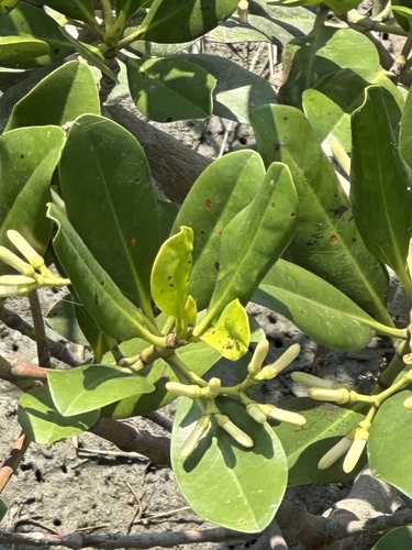Kandelia obovata