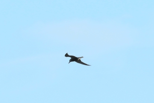 iNaturalist: (c) ffiser, some rights reserved (CC BY-NC), uploaded by ffiser iNaturalist image