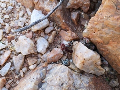 Crassula sericea sericea