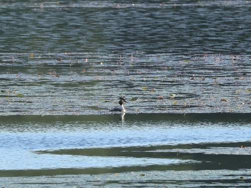 Great Crested Grebe
