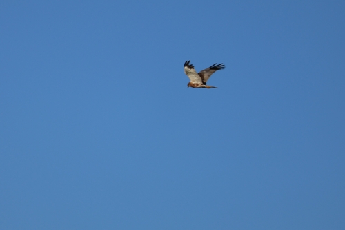 Western Marsh Harrier