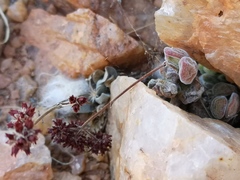 Crassula sericea sericea