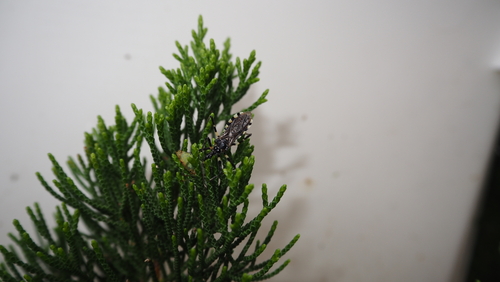 Sphedanolestes impressicollis