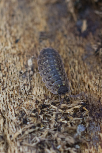 Brickwork Woodlouse