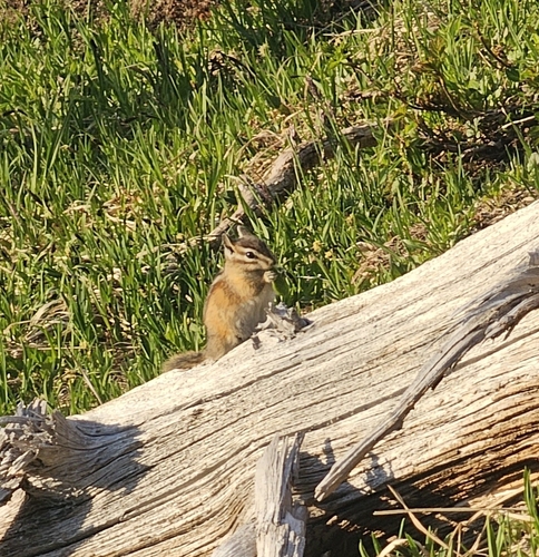Olympic Chipmunk observed by charnts
