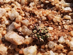 Crassula corallina macrorrhiza
