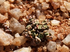 Crassula corallina macrorrhiza