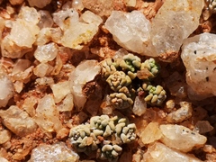 Crassula corallina macrorrhiza