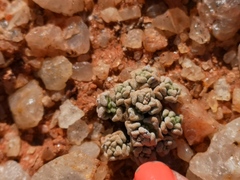 Crassula corallina macrorrhiza