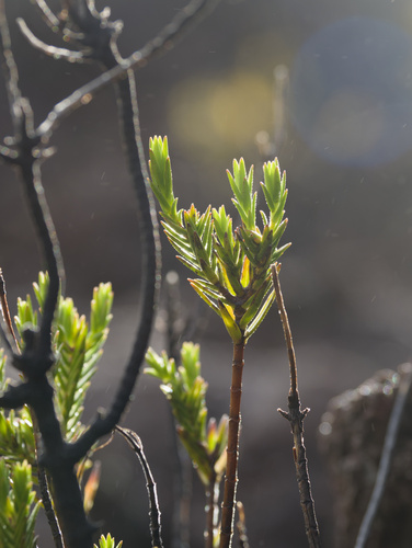 Dubautia ciliolata observed 2026-03-16
