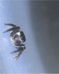 Chalcoscirtus diminutus