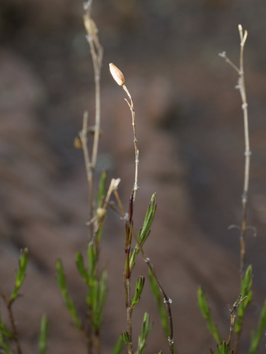 Silene struthioloides observed 2026-03-16