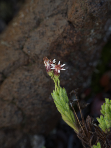 Tetramolopium humile observed 2026-03-16