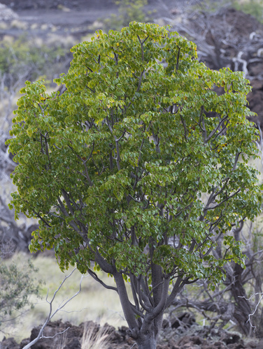 Polyscias sandwicensis observed 2026-03-19