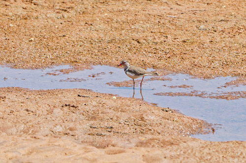 iNaturalist: (c) Nicola, some rights reserved (CC BY-NC), uploaded by Nicola iNaturalist image
