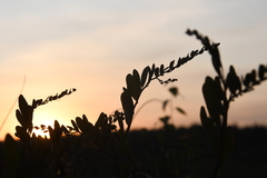 Chamaedaphne calyculata