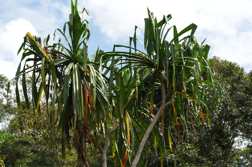 Pandanus conoideus observed 2026-05-22