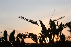 Chamaedaphne calyculata