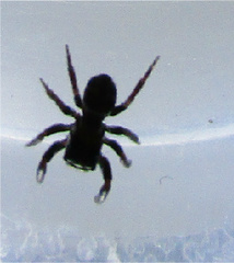 Chalcoscirtus diminutus