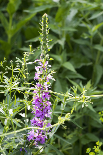 purple loosestrife