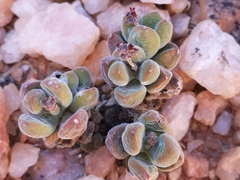 Crassula sericea sericea
