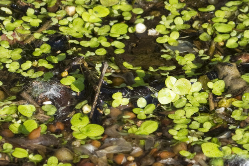 greater duckweed
