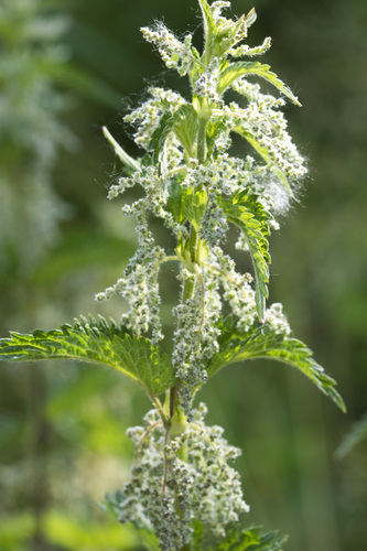 great stinging nettle