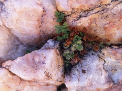 Crassula sericea sericea