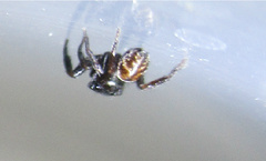 Chalcoscirtus diminutus