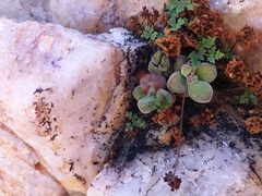 Crassula sericea sericea