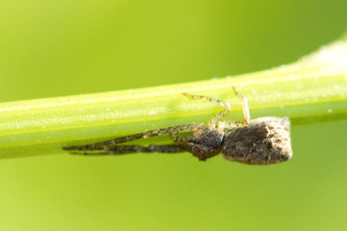 Tmarus piger