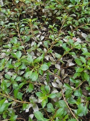 Ludwigia repens
