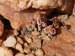 Crassula sericea sericea