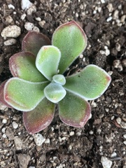 Echeveria pulvinata