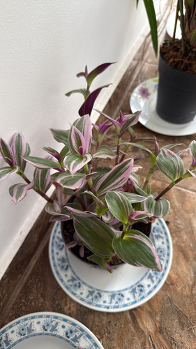 Waxy Spiderwort