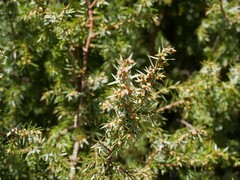 Juniperus communis communis