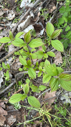 common dogwood