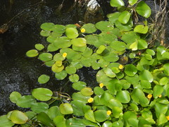 Hydrocleys martii