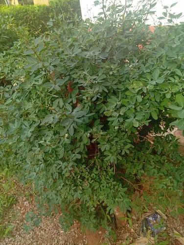 Madras Thorn
