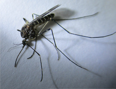 Culiseta incidens