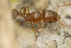 Tetramorium frigidum